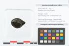 Foto (Objekt + Etikett) von Nipadites pyramidalis Bowerb. (NHMW-GEO-2024-0188-9124)